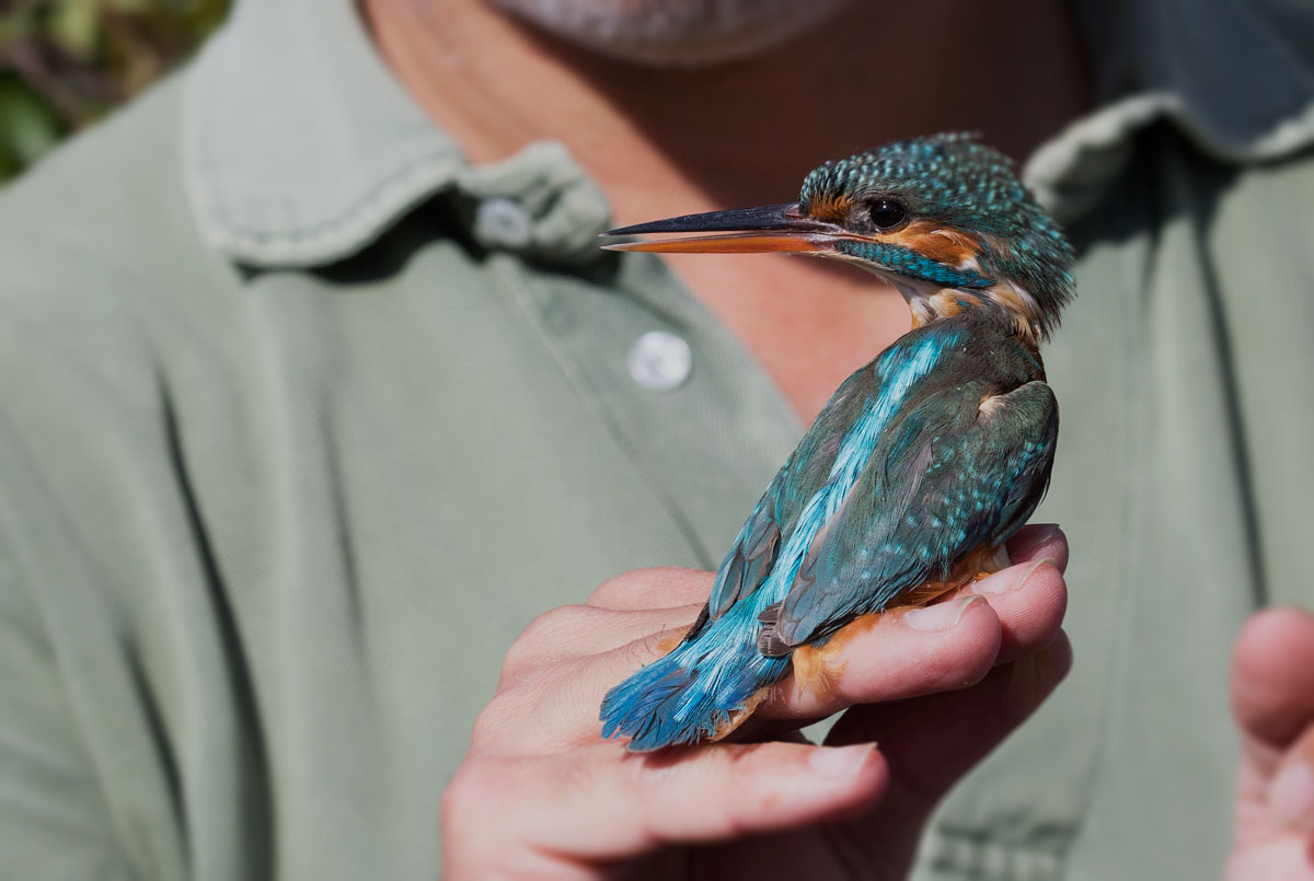 Operation and commissioning inannellamento freedom oasis W