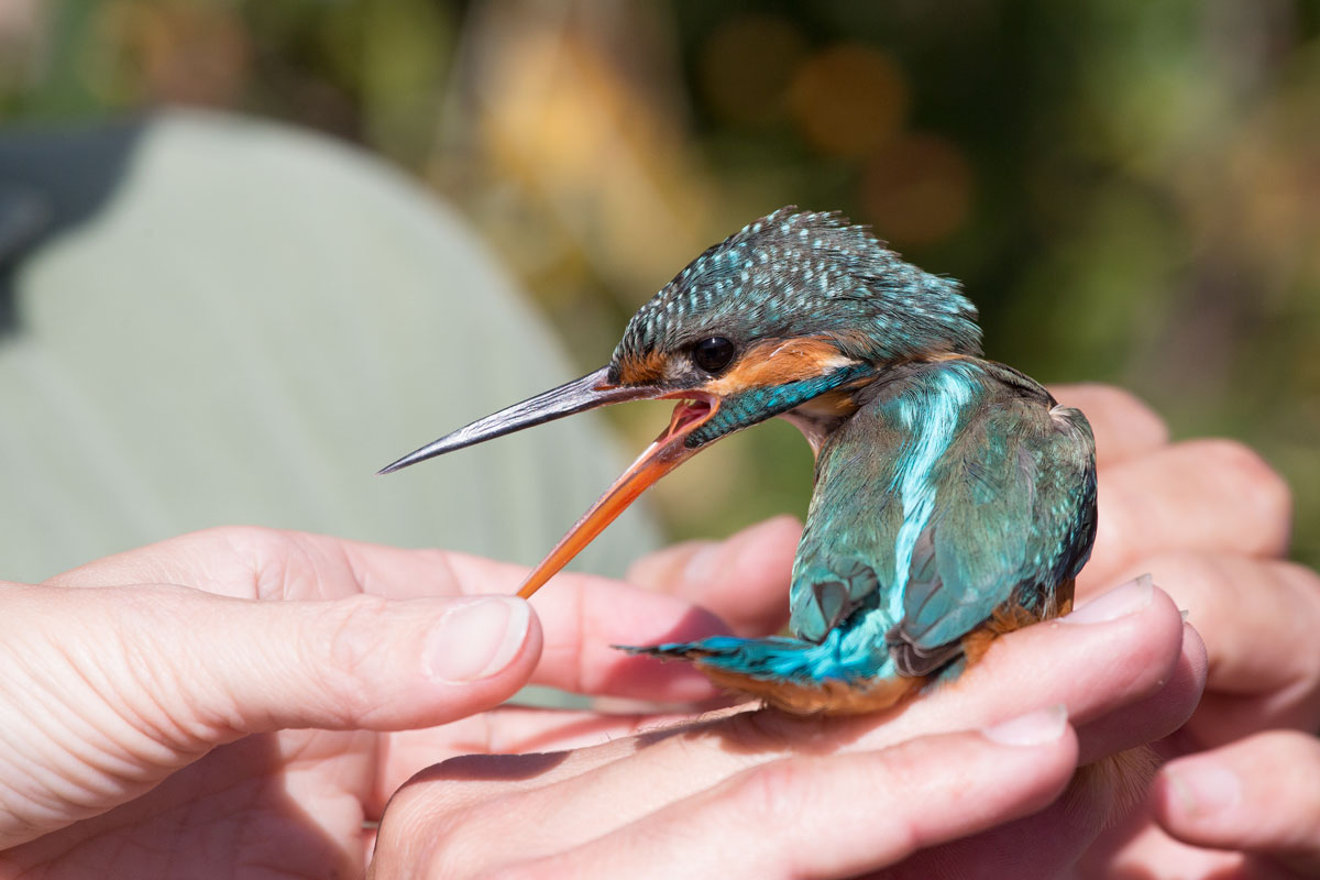 Operation and commissioning inannellamento freedom oasis W