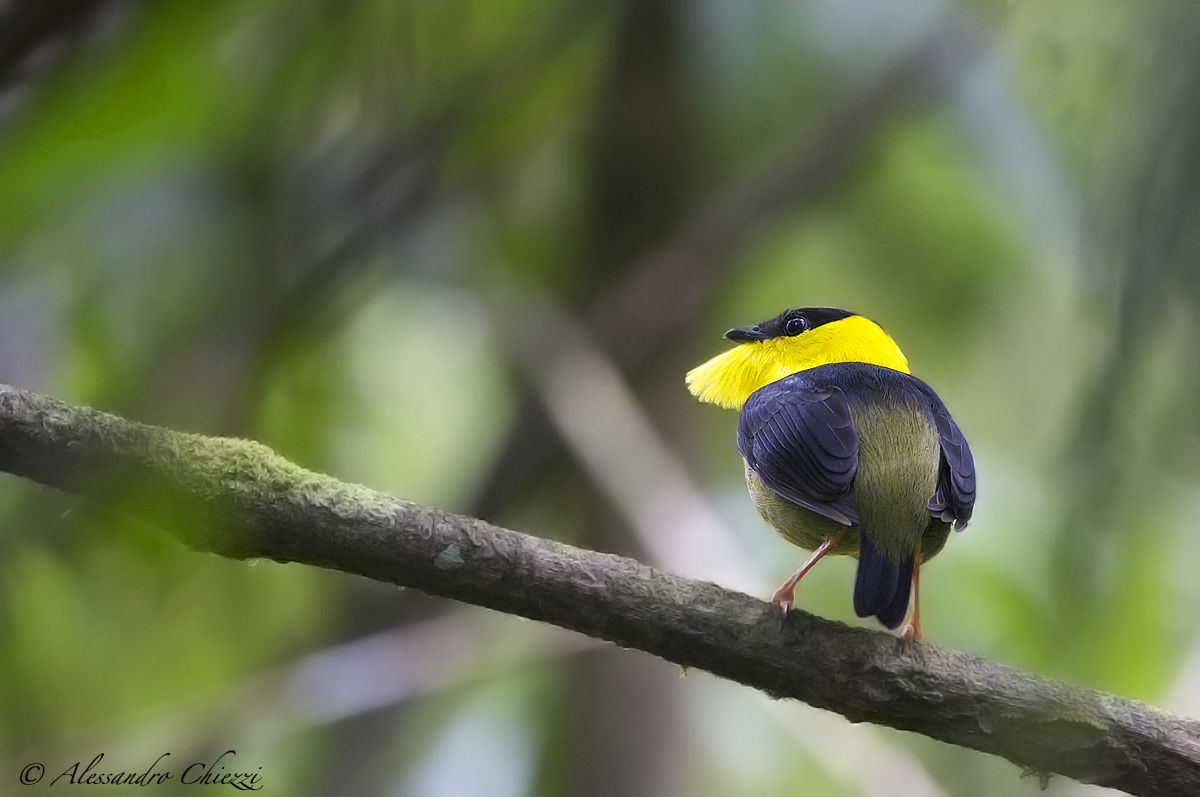 Manachino corona gialla