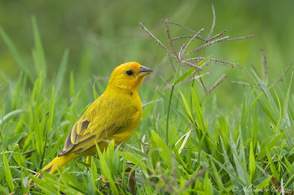 Saffron finch