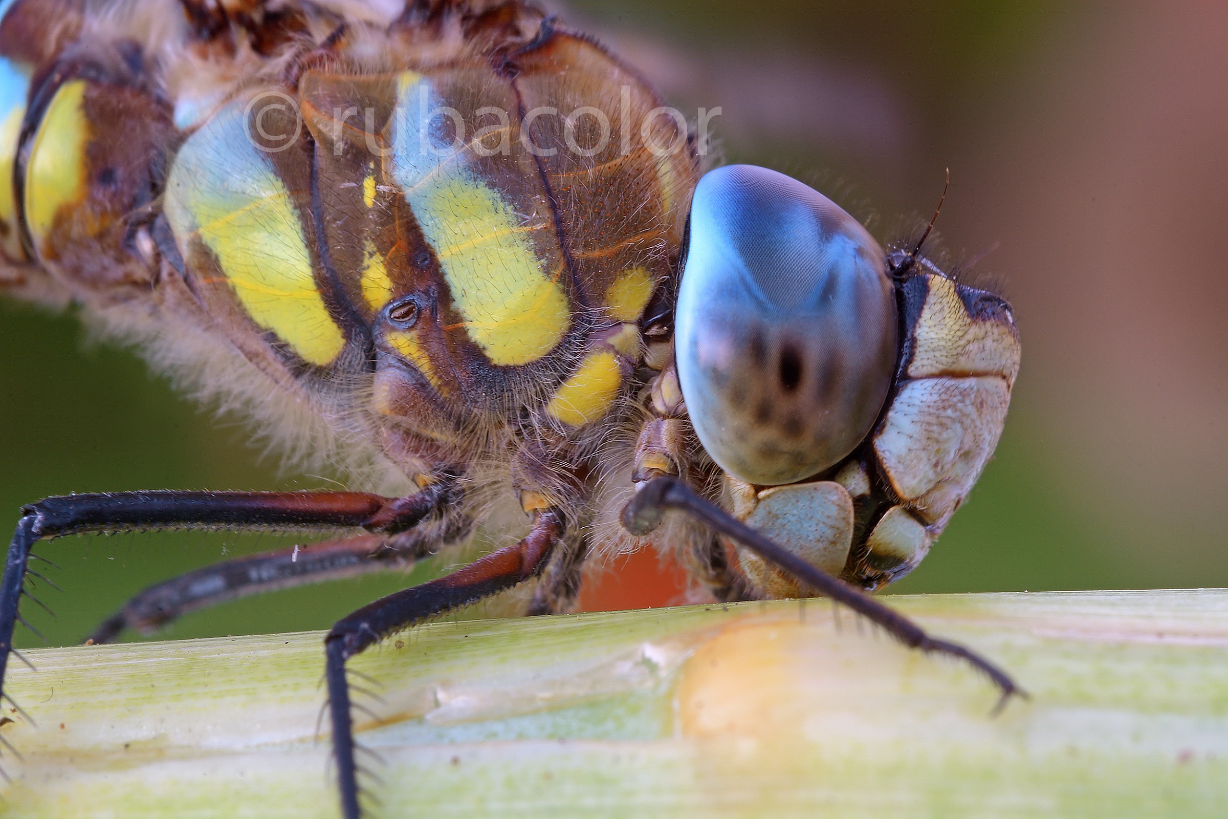 Particolare della libellula