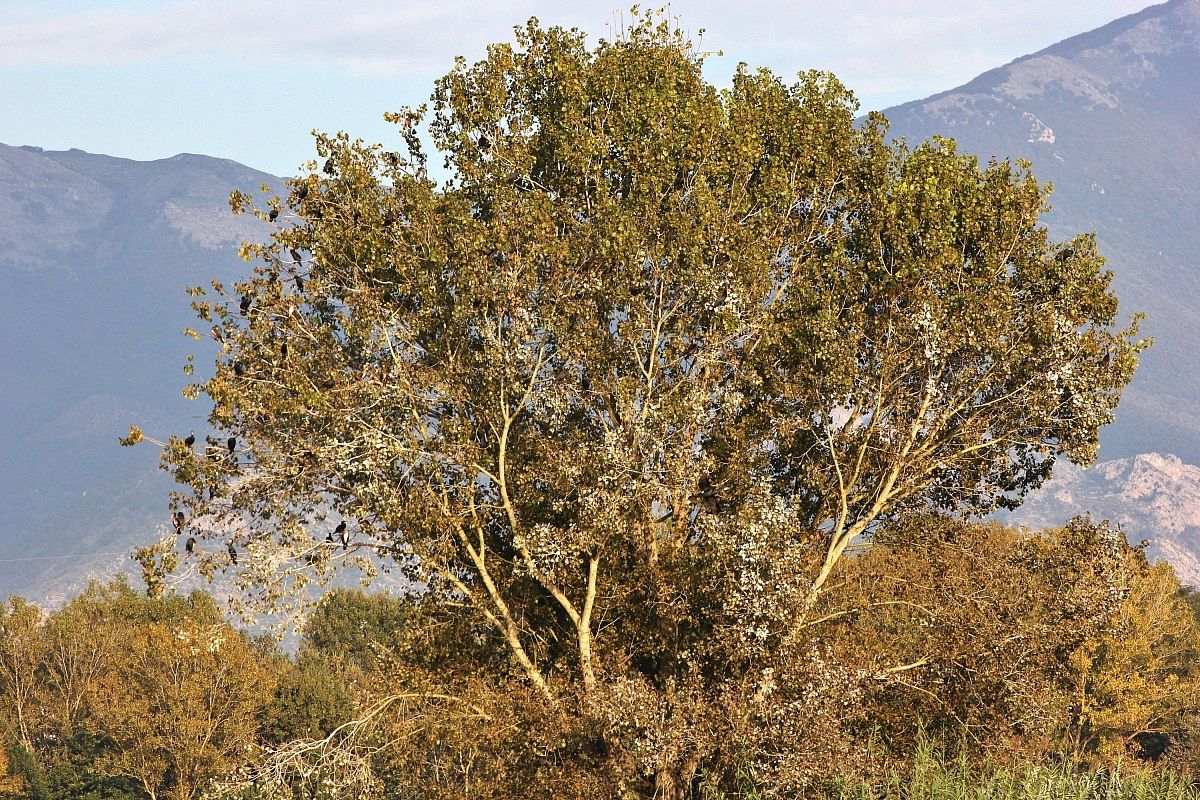 L'albero dei cormorani