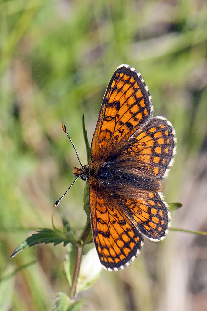 Melitaea varies