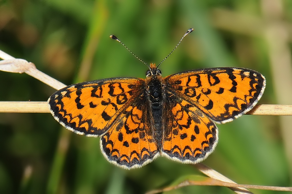 Melitaea trivia