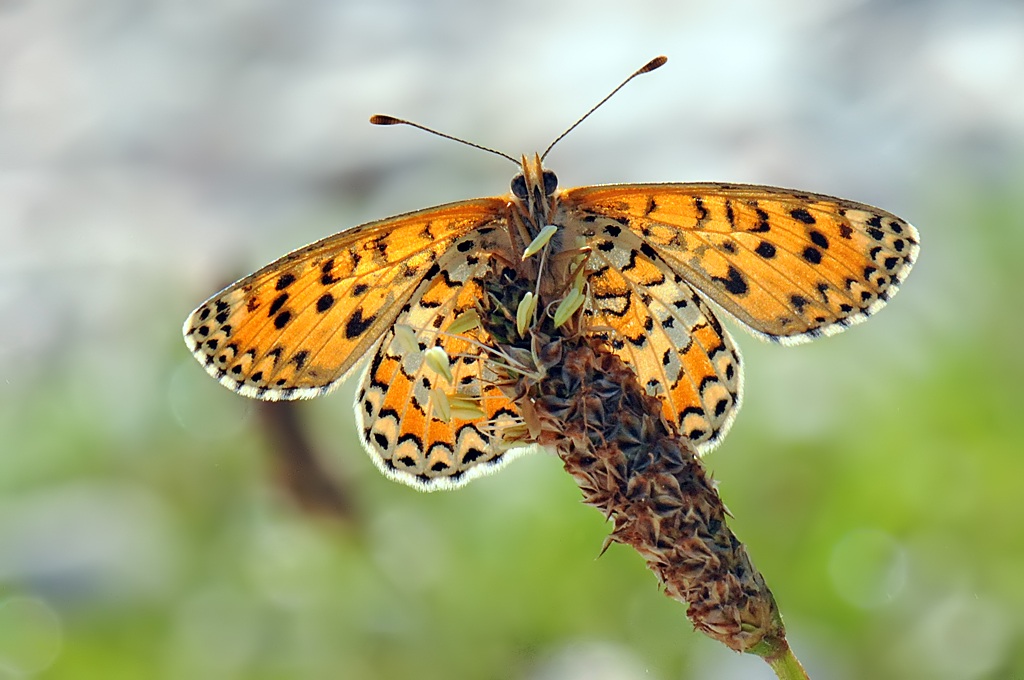 Melitaea trivia