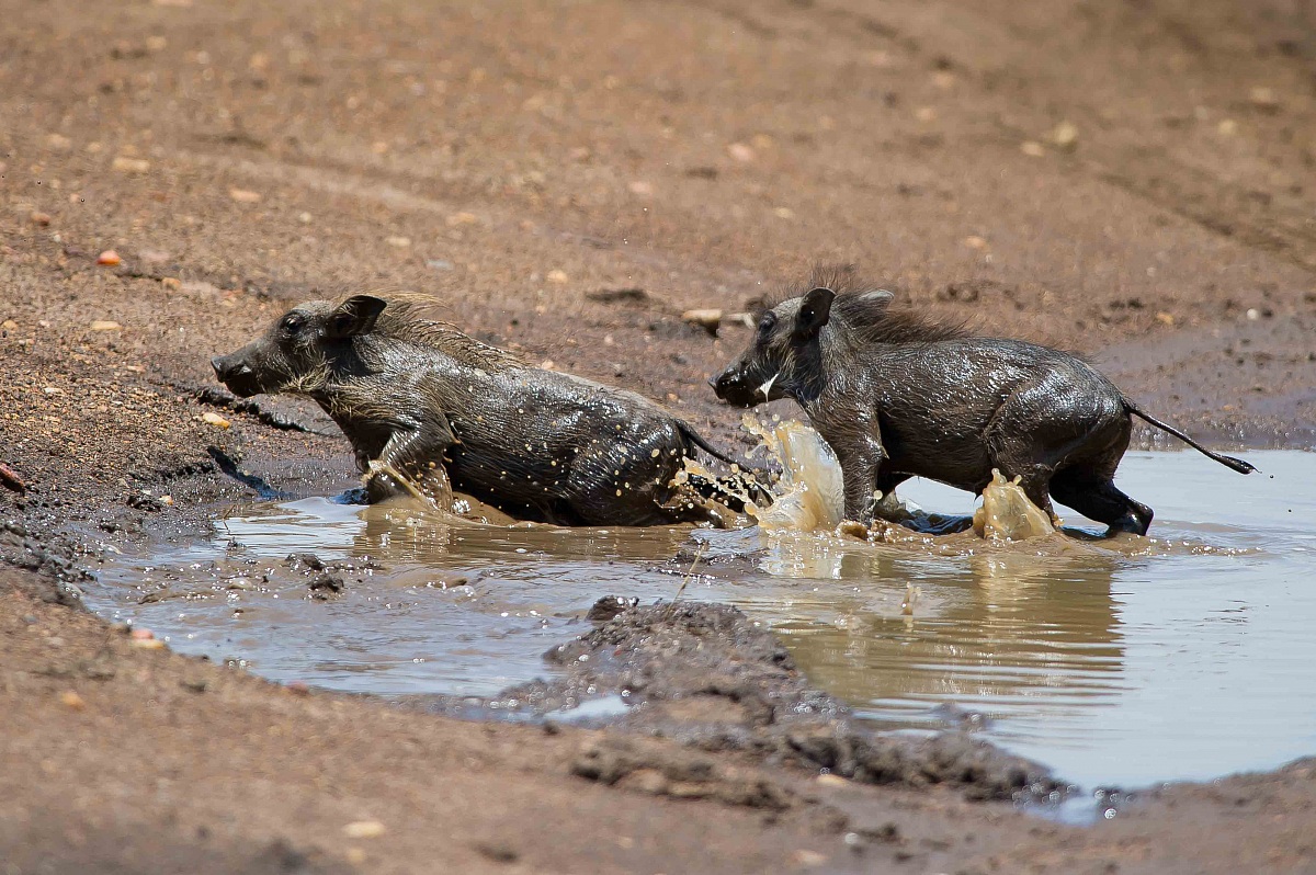 Small warthogs crossing the .... (1)