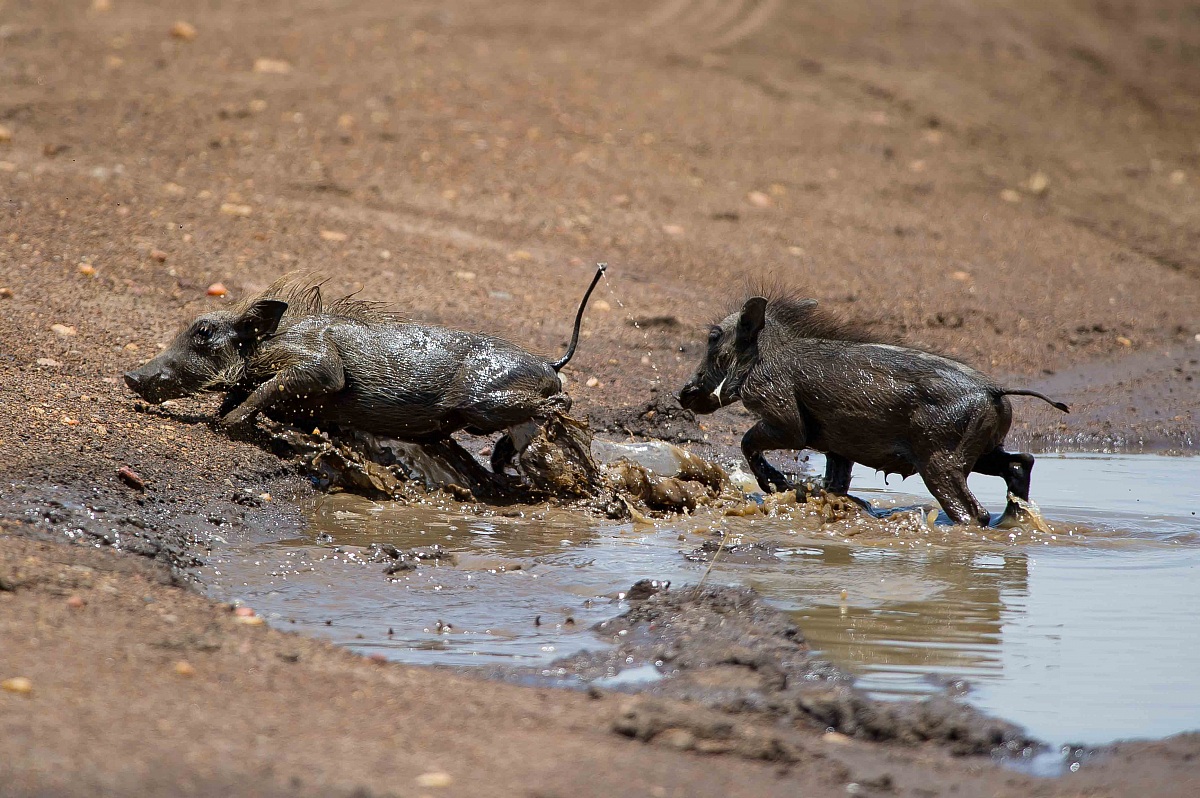 Small warthogs crossing the .... (2)