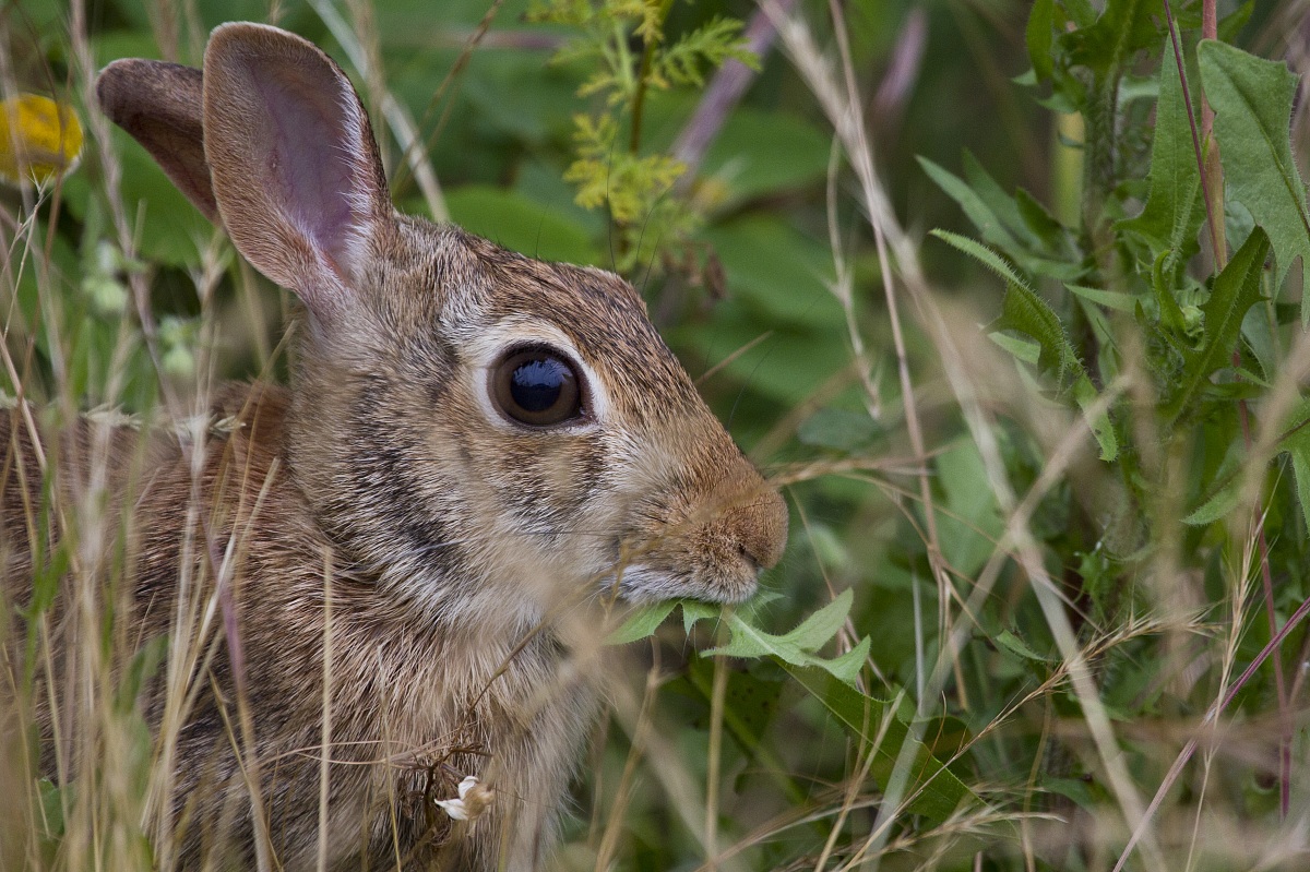 Colazione da Minilepre