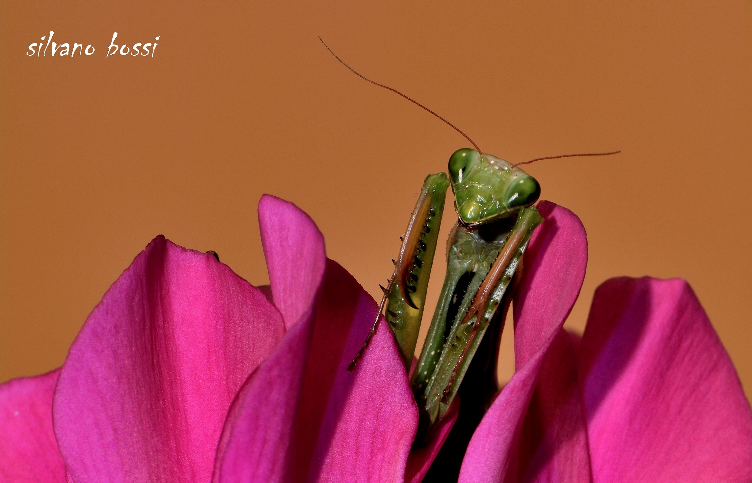 mantide fra i ciclamini