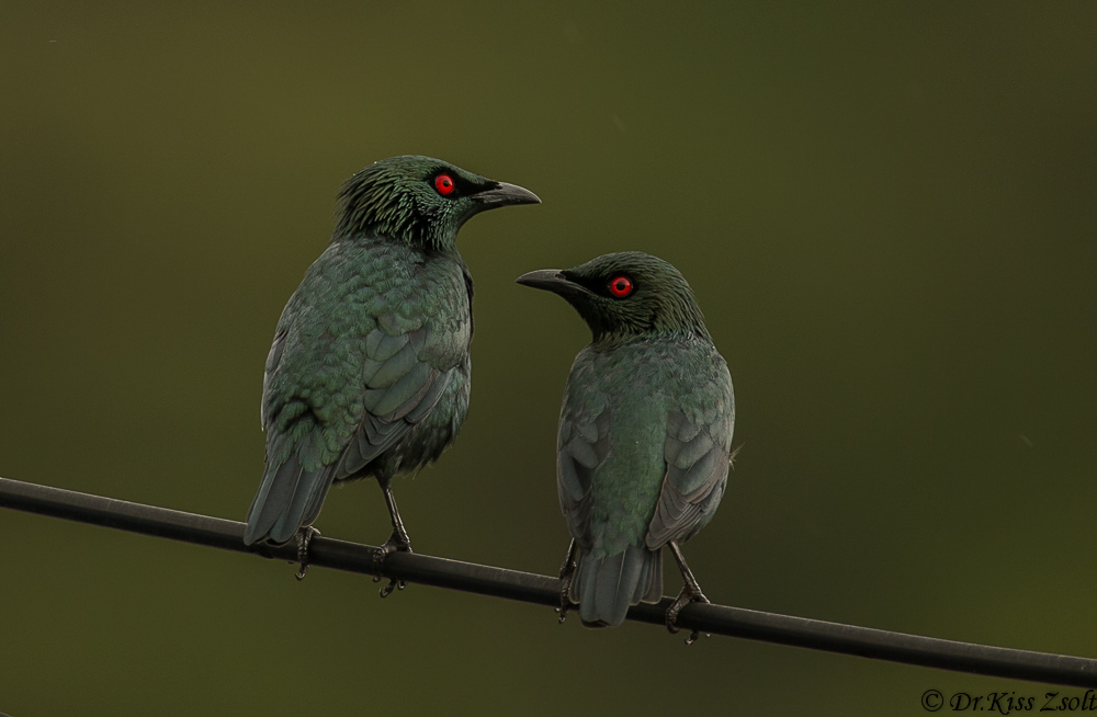 Storni lucido asiatici