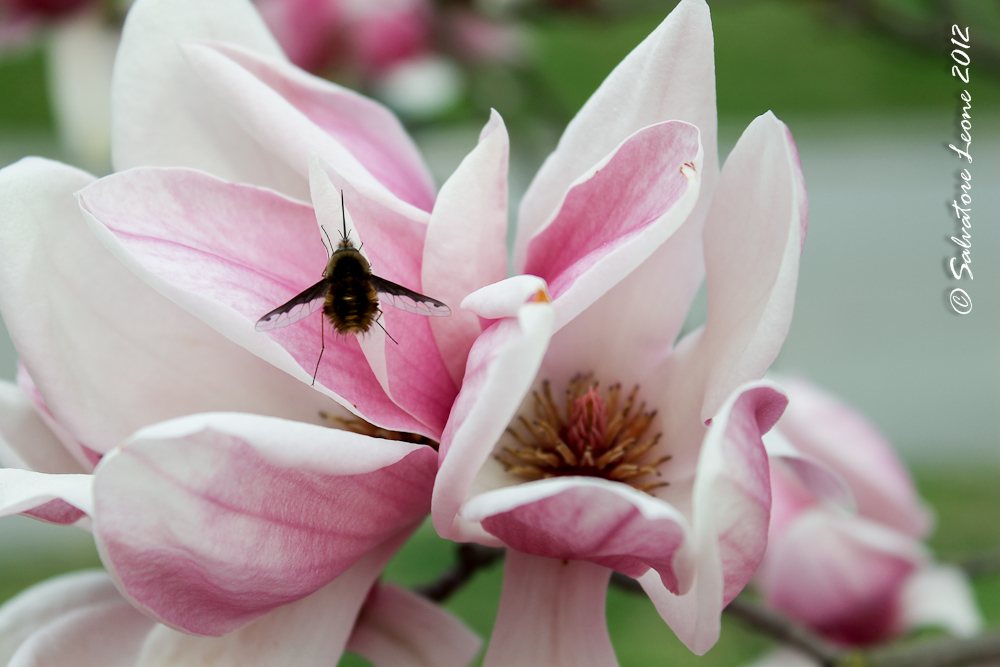 The host - the Valentino Spring