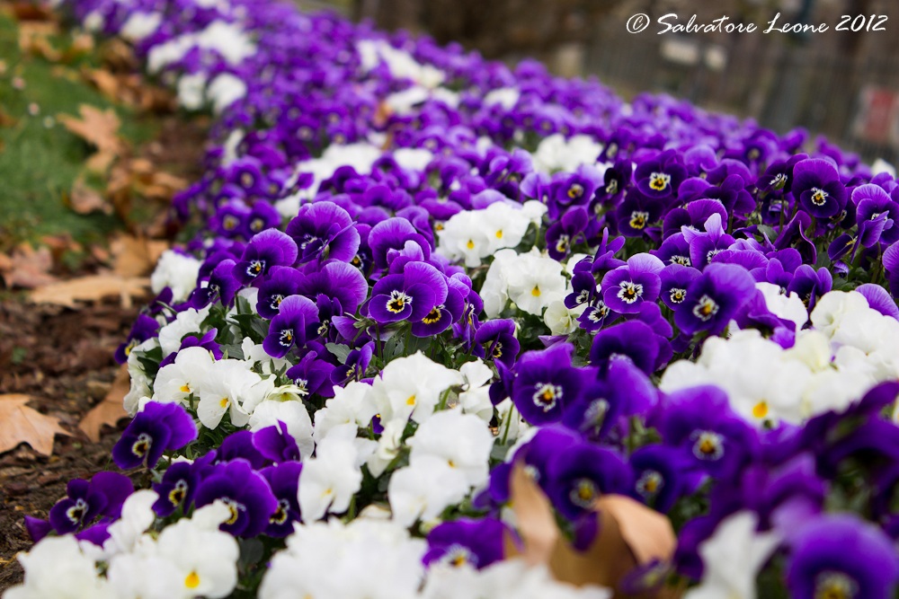Carpet of violets - the Valentino Spring