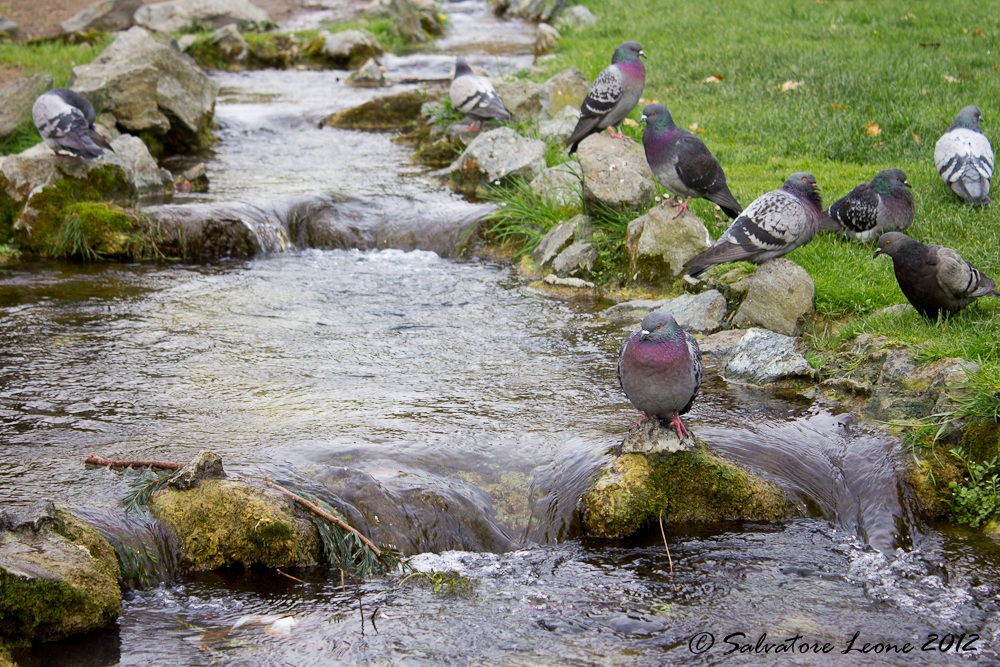 A poolside! - At the Valentino Spring