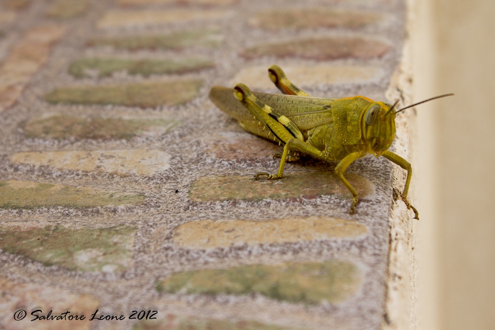 Grasshopper