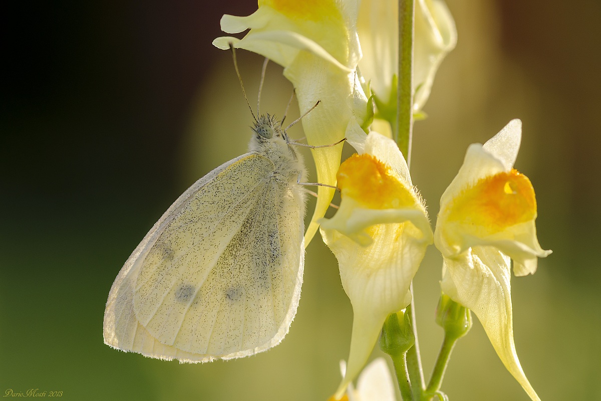 Pieris of Linaria