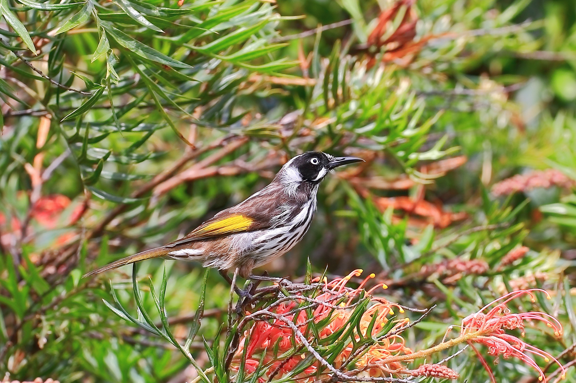 New Holland Honeyeater.