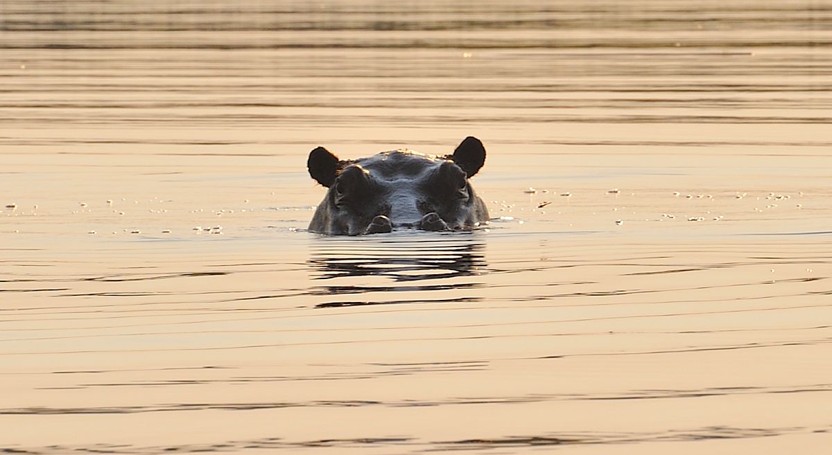 Botswana Okavango delta