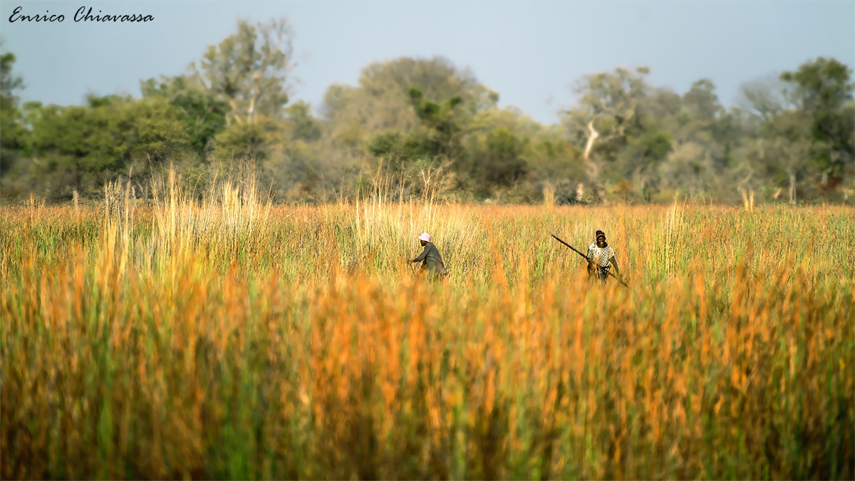 Okawango Delta fishermen