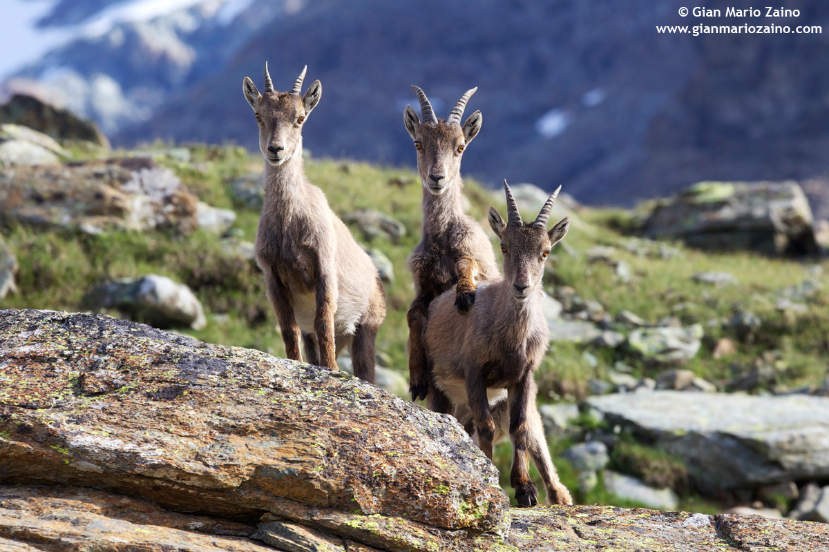 Siam three small ...