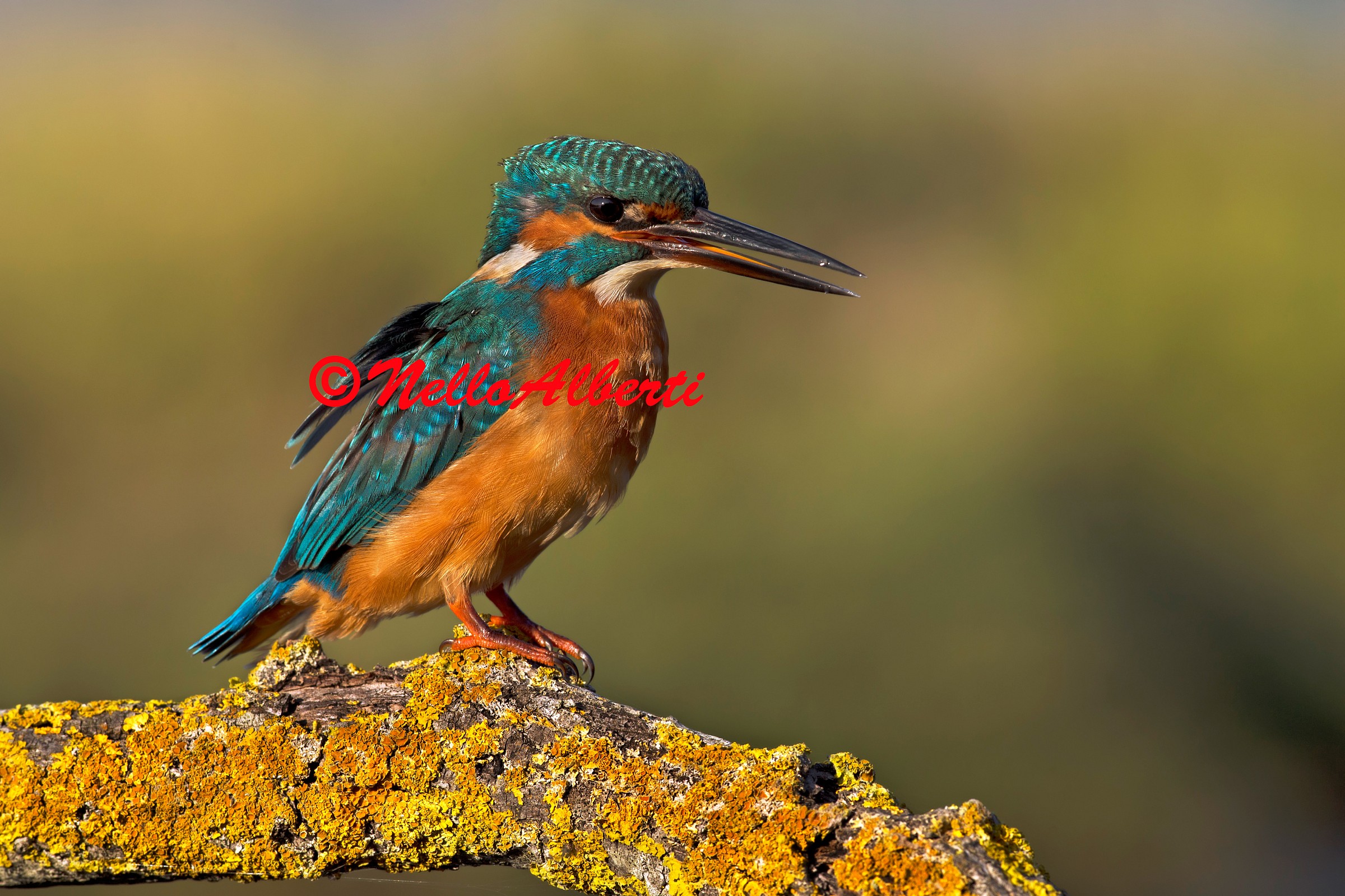 Martina late afternoon