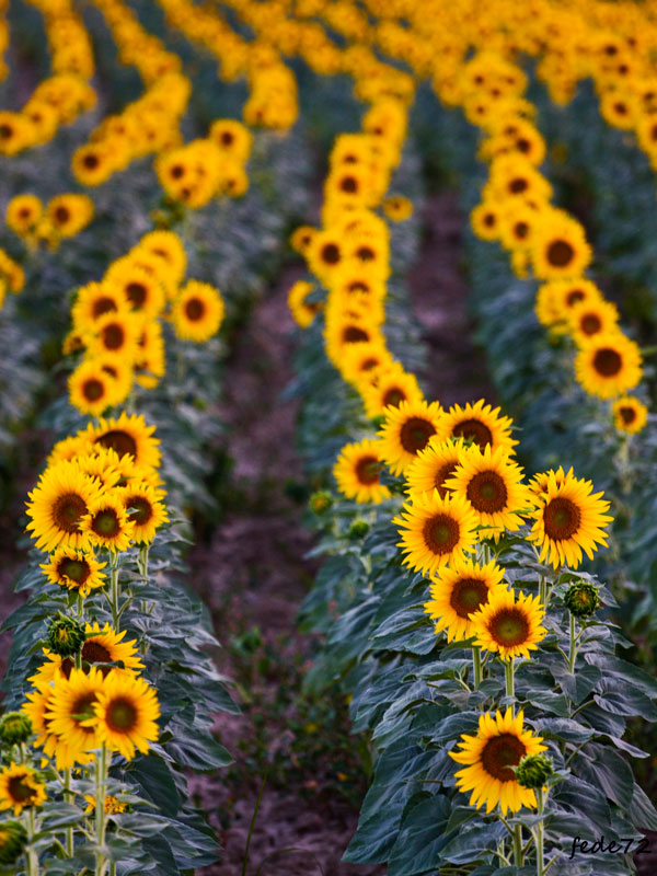 Sunflowers