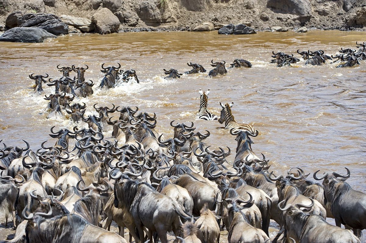 Crossing the Mara - 2