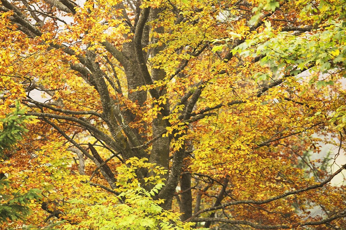 Branches and leaves of beech