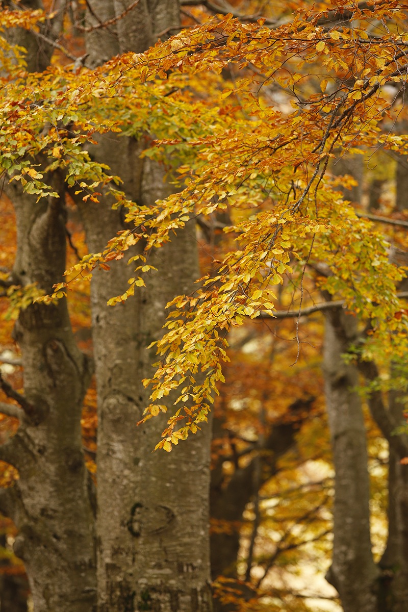 Beechwood Forest: autumn particular