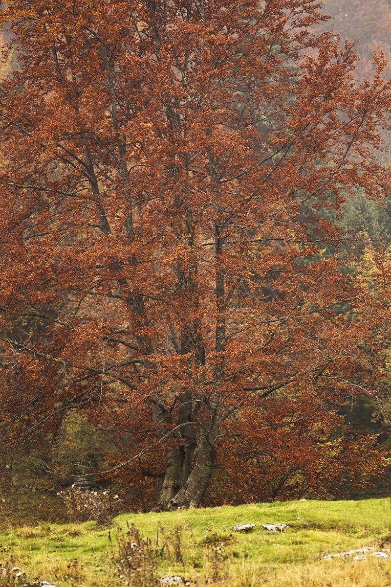 Copse: autumn particular