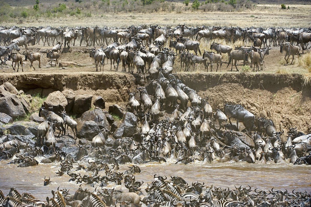 crossing the Mara - 9 - melee