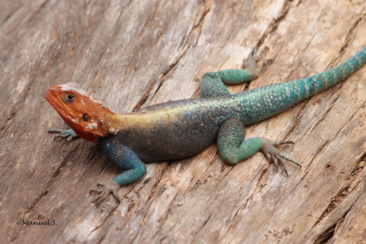 lizard "rainbow"