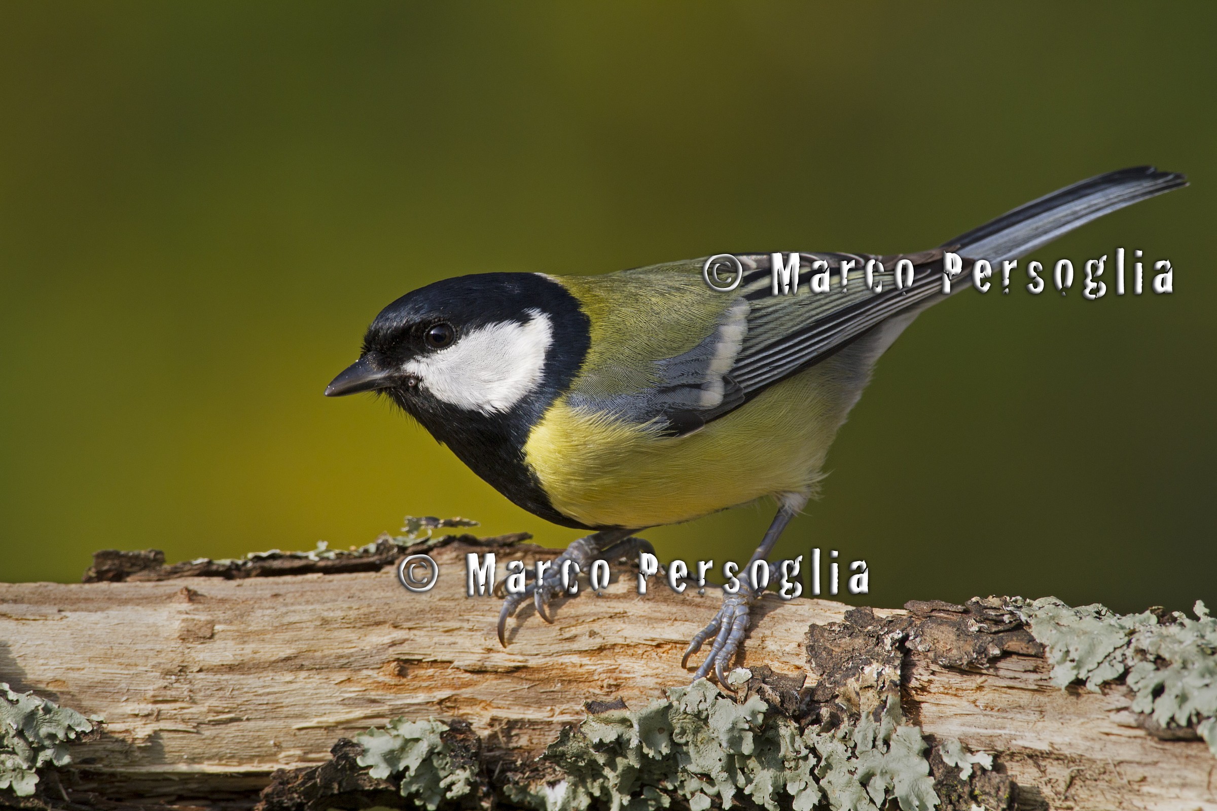 Great Tit