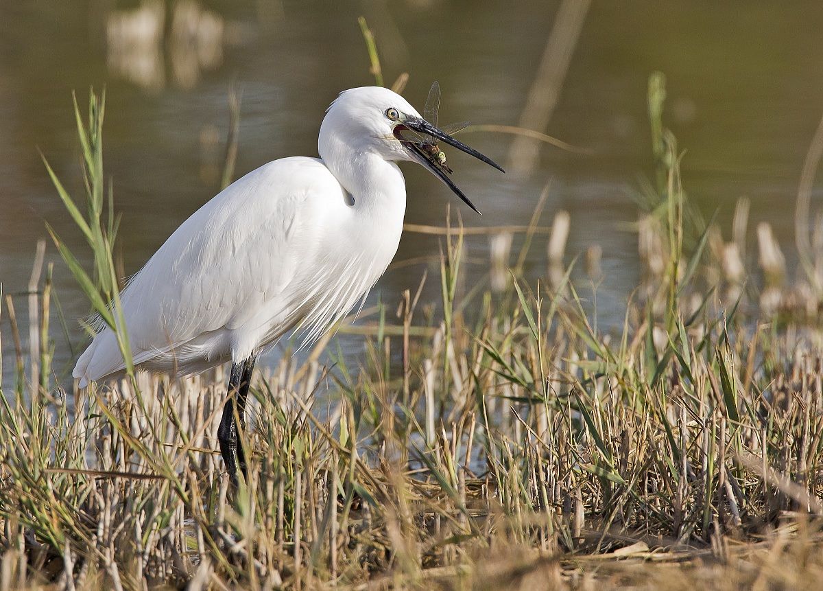The Little Egret and dragonfly