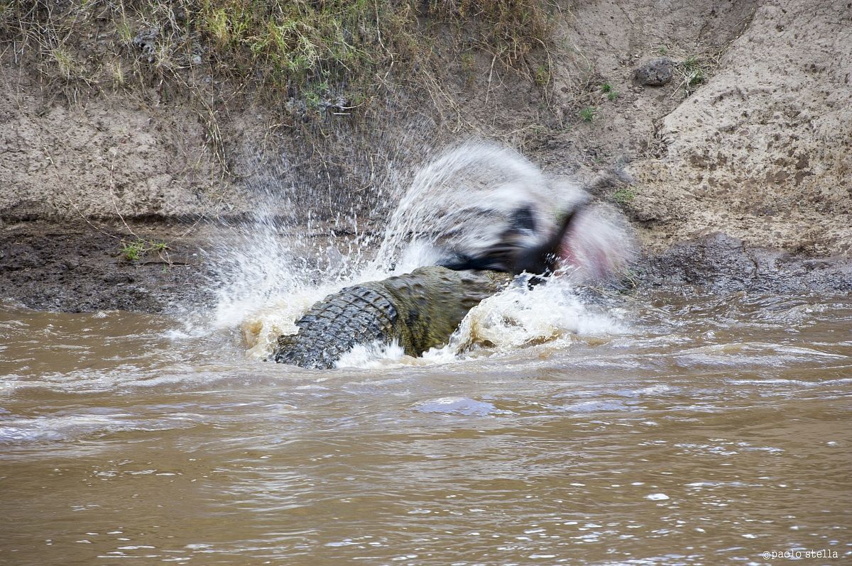 crossing the Mara - 12 - at work .....