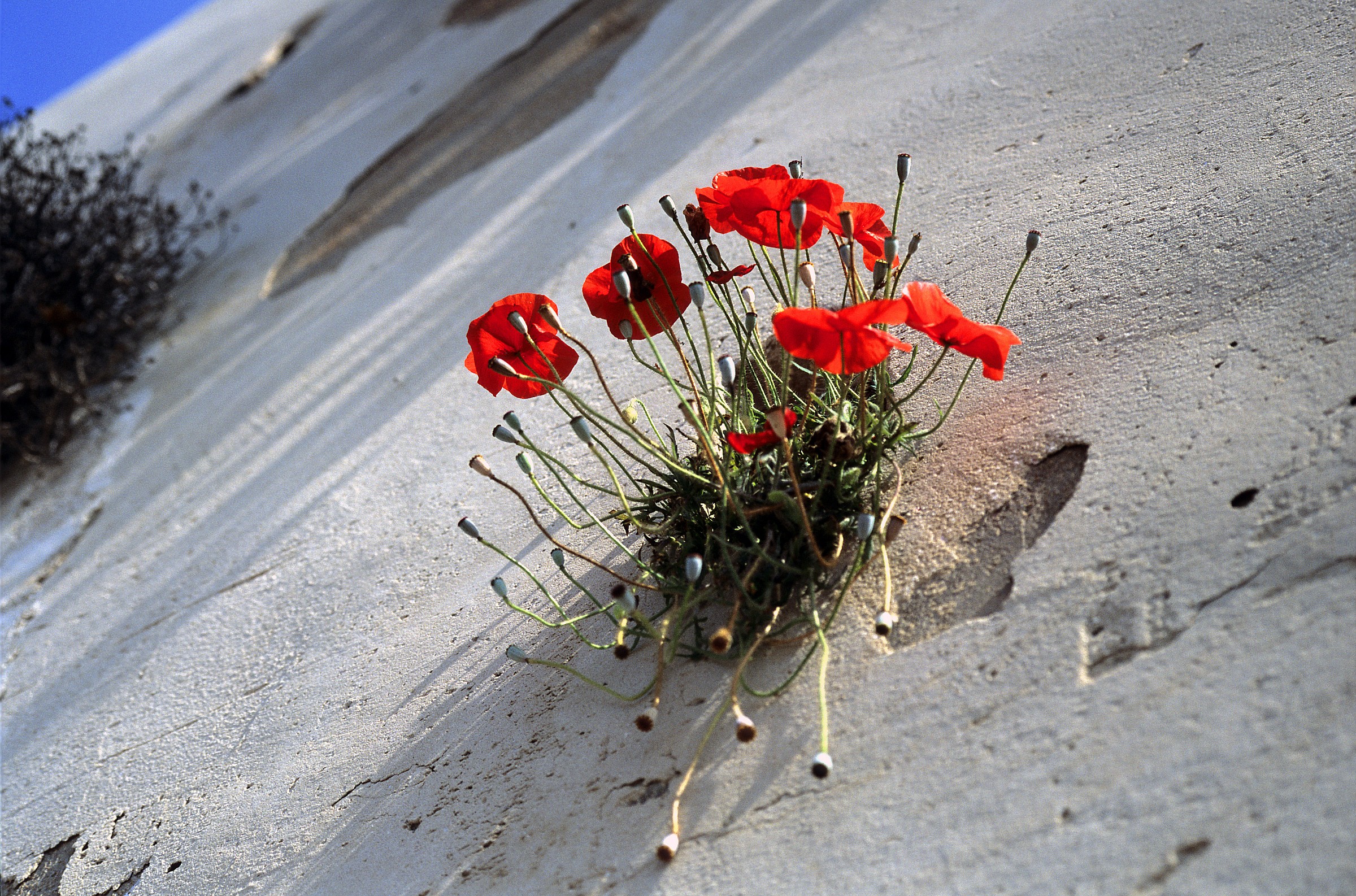 Want to live in Bonifacio ... (Velvia film '88)