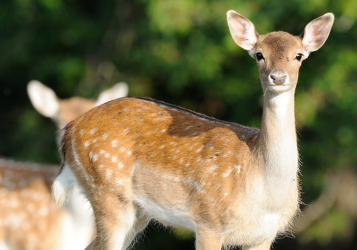 occhi che ti guardano... che fai? .. sguardo di femmina