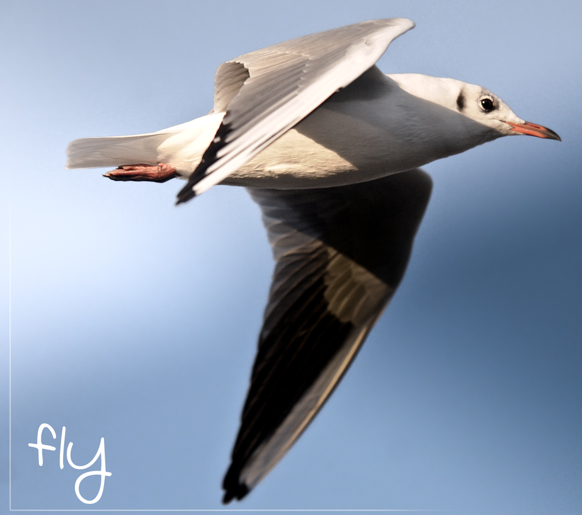 forte-debole   ...coraggiosa   fly