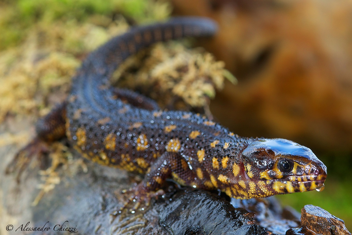 Yellow spotted night lizard