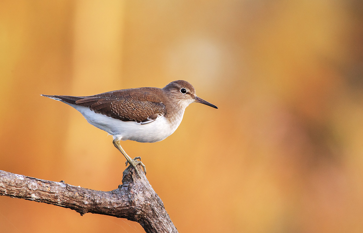 Piro Piro piccolo all'alba