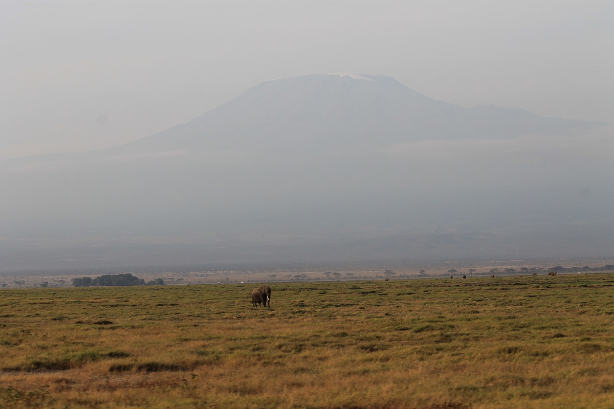 His Majesty: Kilimanjaro