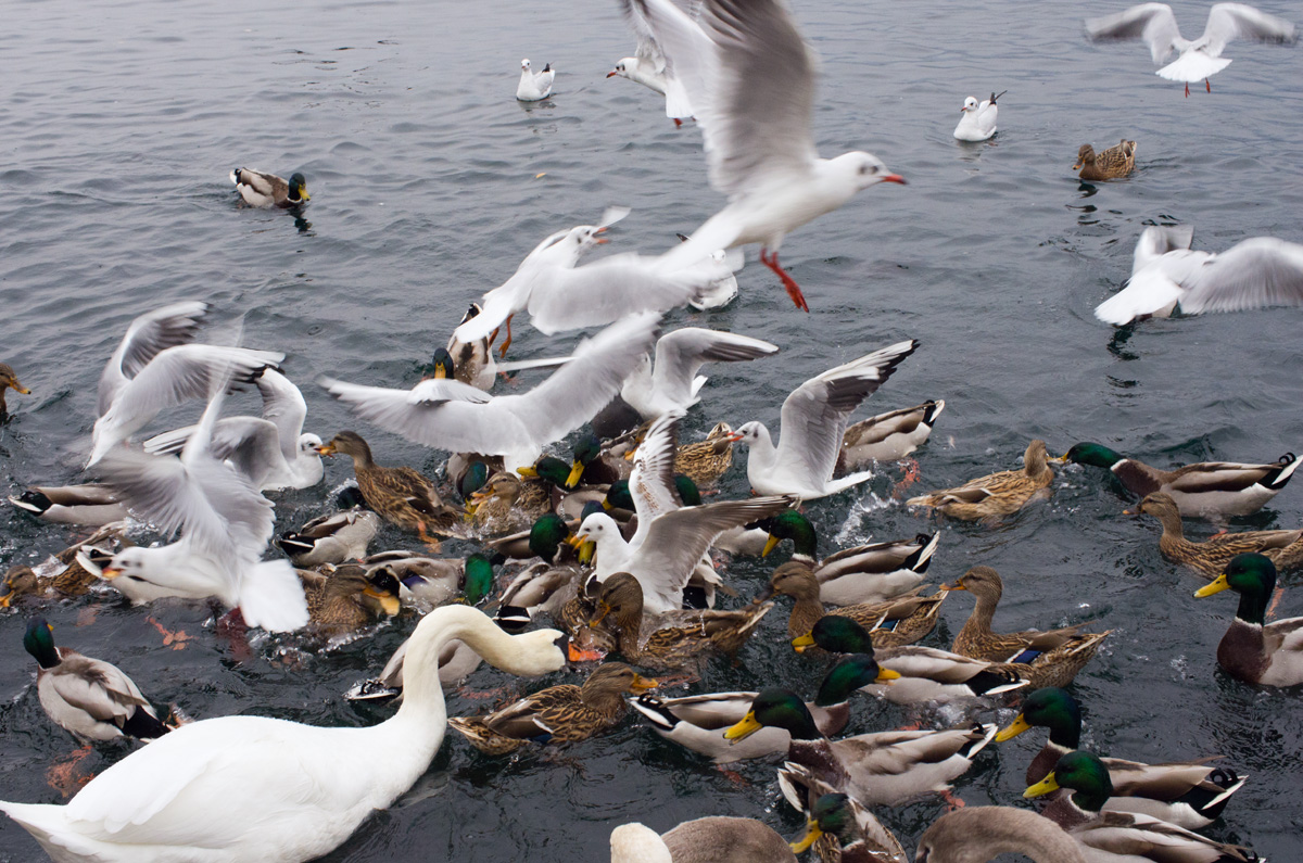 confusione durante la colazione