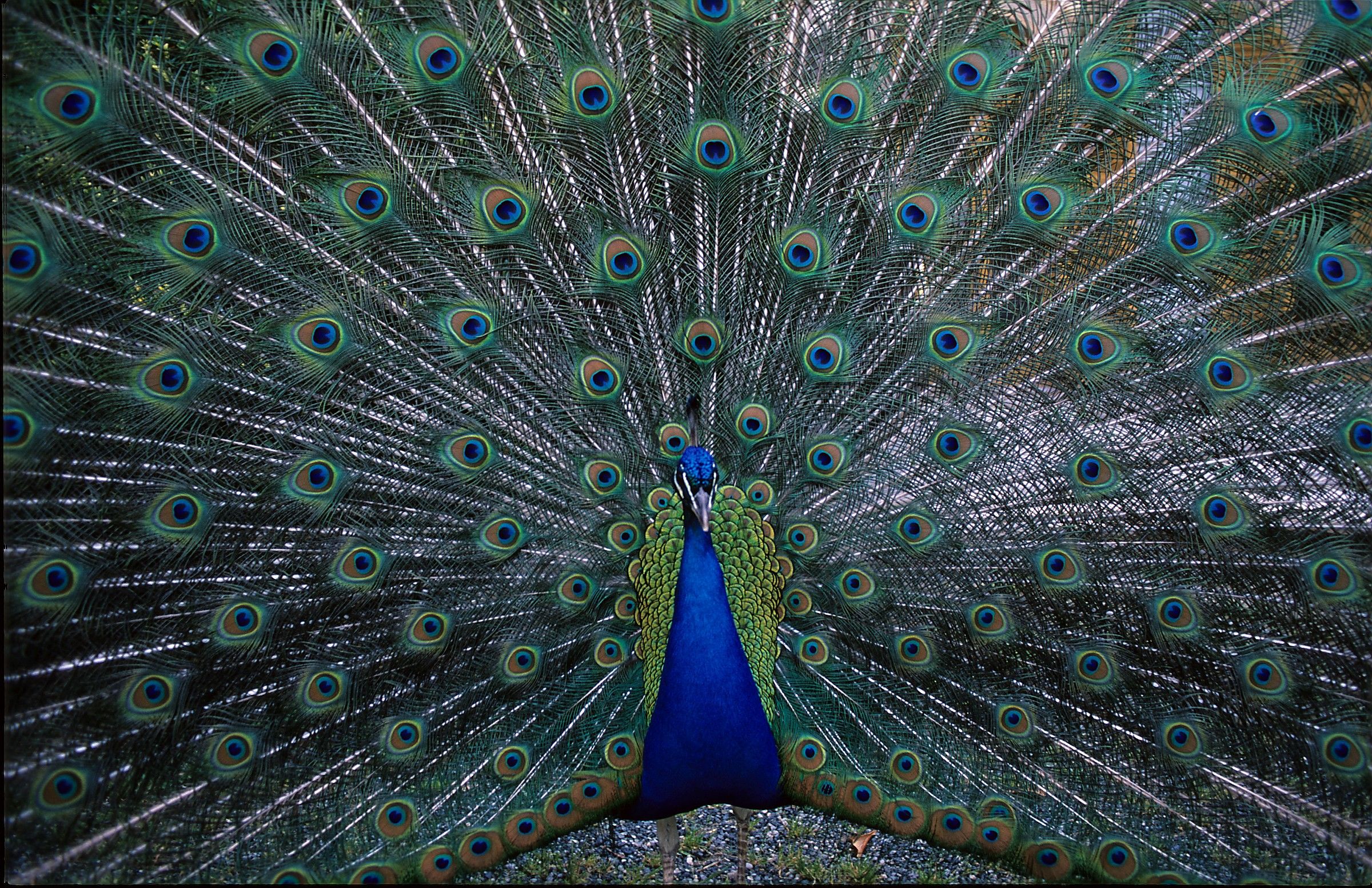 Height. I'll be there (peacock, Isola Madre Lake Maggior...