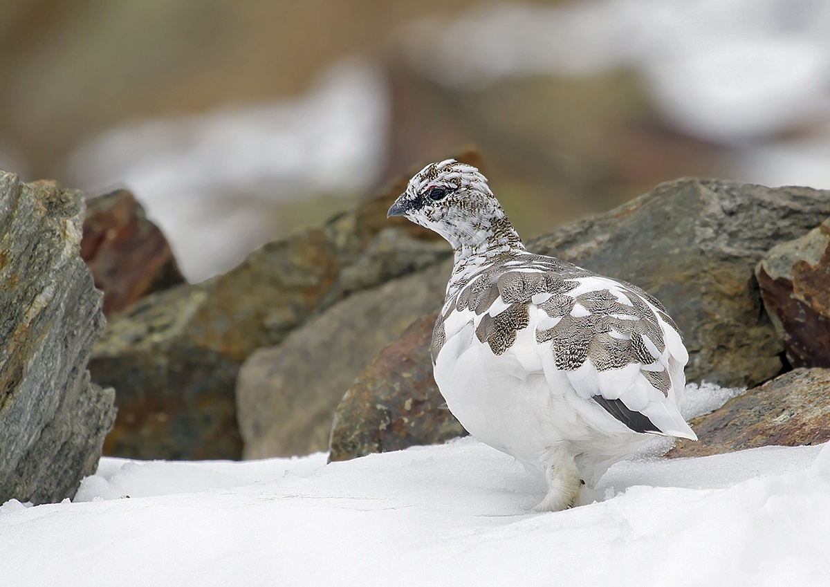 pernice bianca Parco nazionale dello Stelvio
