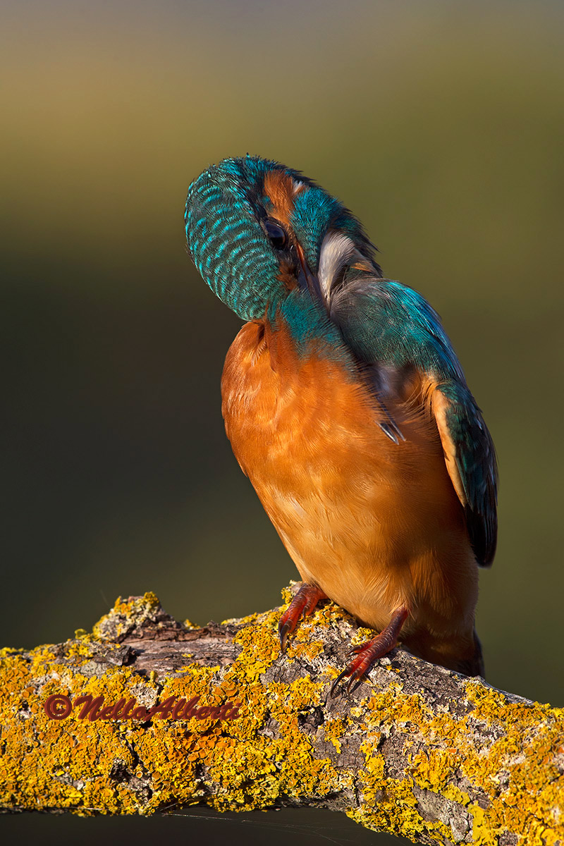 Martino pulizia delle piume