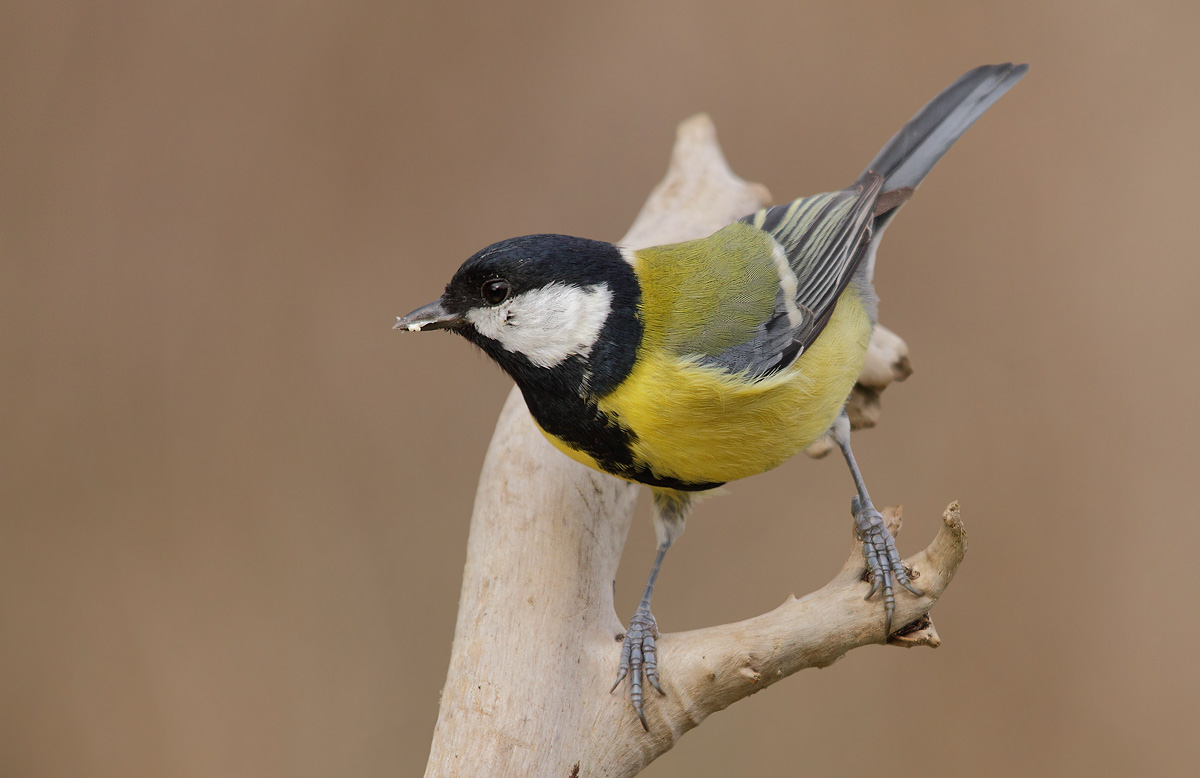 great tit