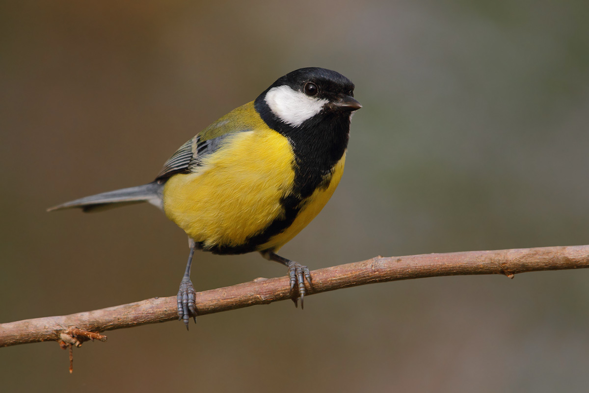 great tit