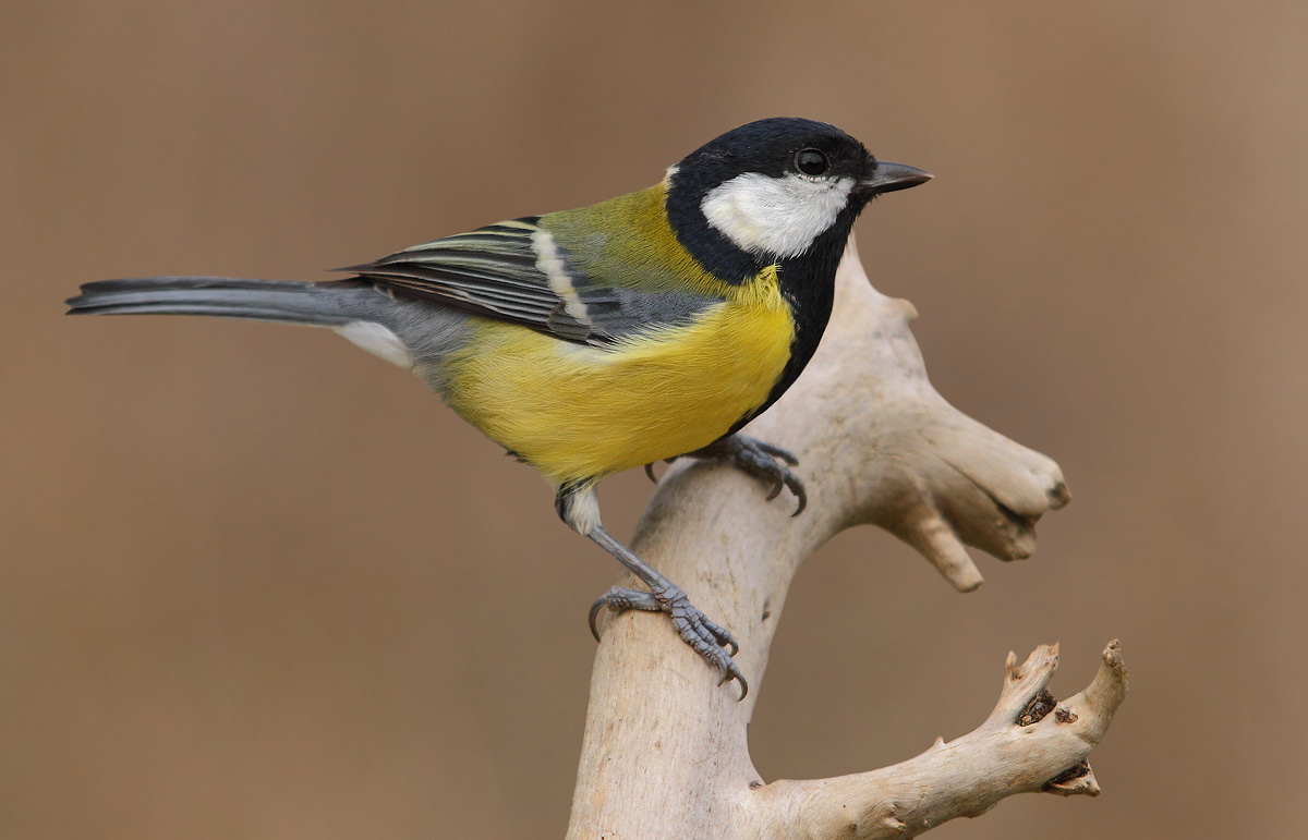 great tit