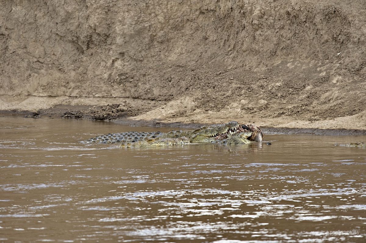 crossing the Mara - 15 - mouth ....
