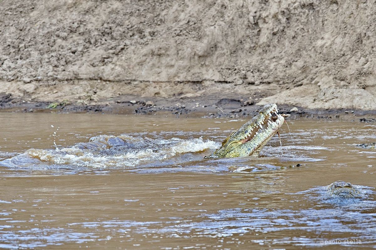 Crossing the Mara - 17 -