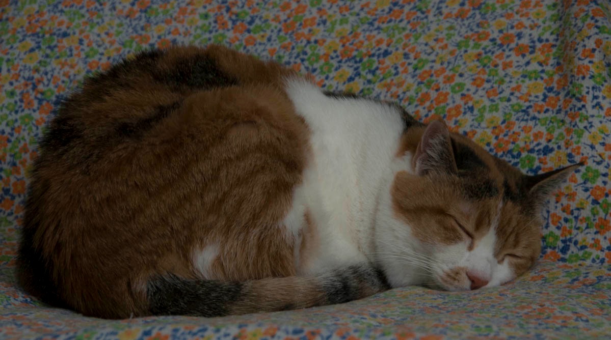 Ssssst Milla is sleeping